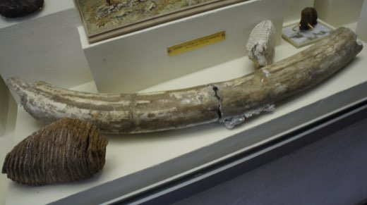 En la Salle archéologie Musée Saint-Remi